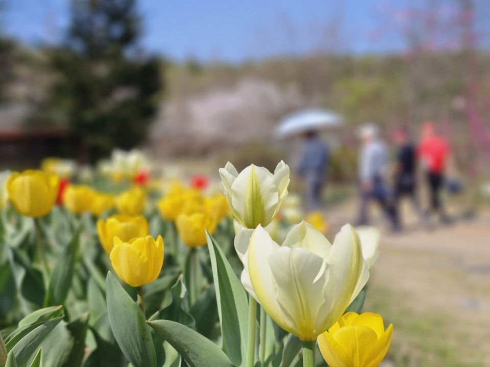 9일 오후 2시40분께 여주시 황학산수목원에 활짝 핀 여러 색상의 튤립들이 내장객들을 반기고 있다. (사진=김광섭 기자)