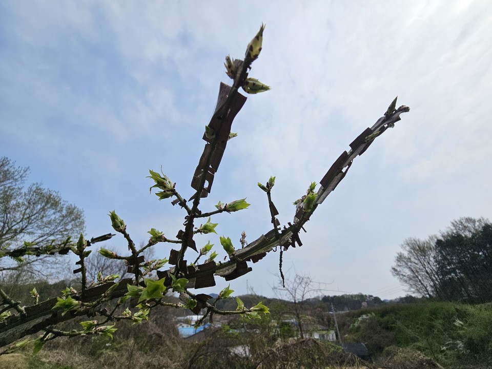 11일 오후 2시30분께 여주시 강천면의 한 야산에 흐린 하늘을 배경으로 한 화살나무가 파란 새순을 돋아내고 있다. (사진=김광섭 기자)