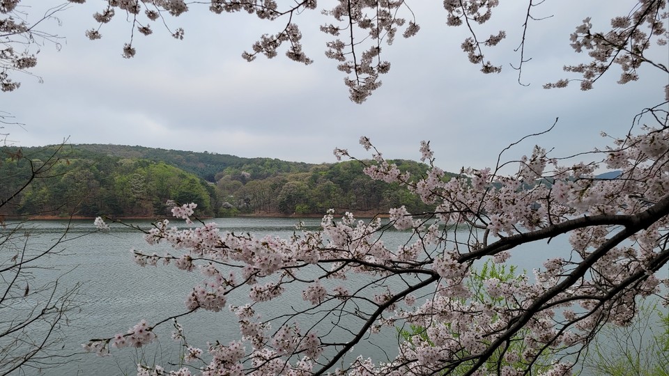 12일 오후 1시50분께 수원시 장안구 하광교동 광교저수지에 핀 벚꽃 잎이 떨어지고 파란 잎들이 나오면서 서서히 이별을 고하고 있다. (사진=권영복 기자)
