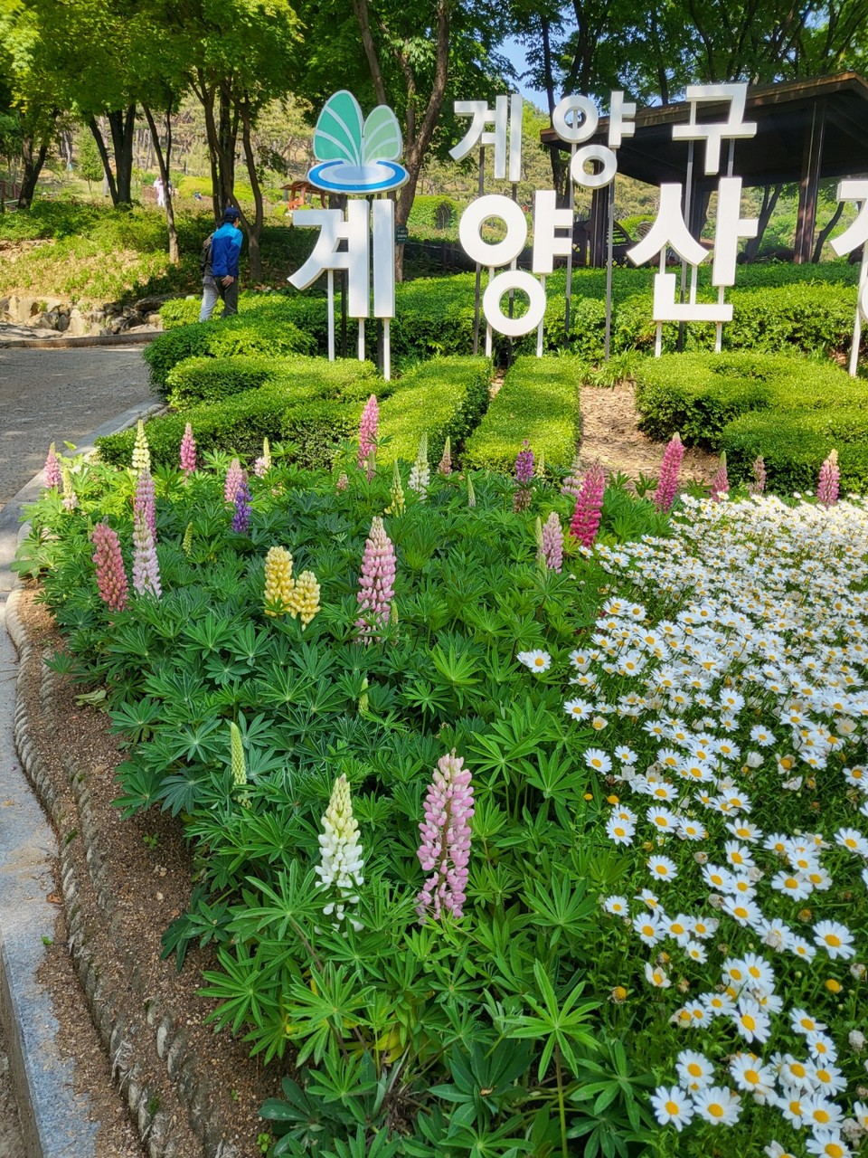 9일 오후 2시께 인천 계양구 계양산장미공원에 각종 꽃들이 만발해 이곳을 찾은 상춘객들이 봄을 만끽하고 있다. (사진=이복수 기자)