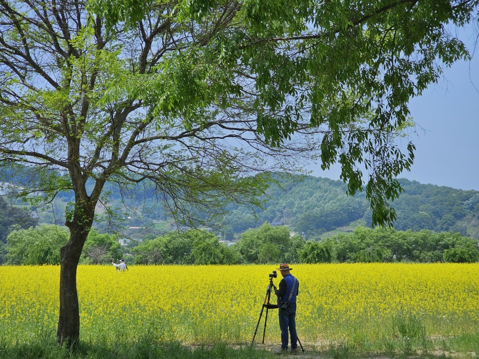 10일 오후 12시40분께 평일에도 불구 많은 행락객들이 잘 조성된 노랑색의 당남리섬 유채꽃밭을 찾아 드넓은 경관을 즐기고 있다.(사진=김광섭 기자)