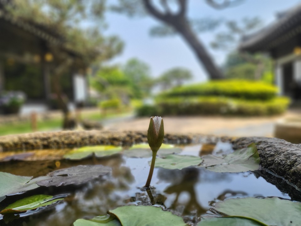 18일 토요일인 오늘 경기·인천지역은 가끔 구름이 많겠고, 경기내륙지역을 중심으로 아침까지 곳에 따라 안개가 끼겠다. 사진은 연꽃 꽃몽우리.(사진=중앙신문DB)