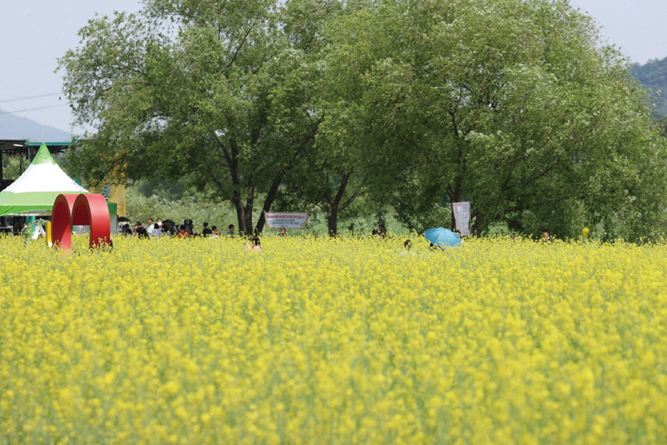 고양특례시 강매석교공원에서 오는 25일부터 26일까지 이틀간 ‘창릉천 유채꽃 축제’가 열린다. 사진은 지난해 유채꽃 축제가 열린 창릉천 유채꽃밭. (사진제공=고양시청)