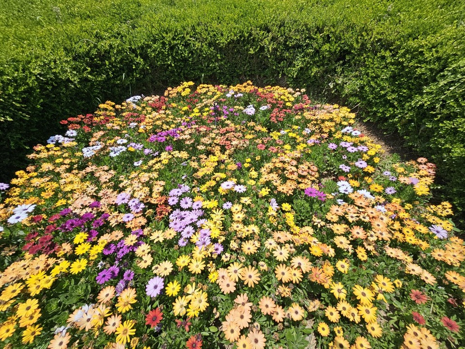 부부의 날인 21일 화요일인 오늘 경기·인천지역은 대체로 흐리다가 낮에 맑아지겠다. 한낮 최고기온이 29도까지 오르면서 덥겠다. 이 더위는 당분간 지속되겠다. 사진은 지난 19일 오후 안성시 안성맞춤랜드 내에 만들어진 화단. (사진=김종대 기자)