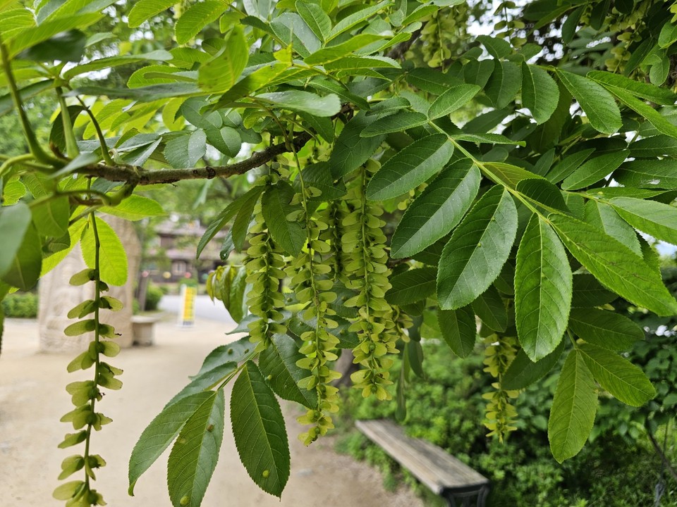 25일 토요일인 오늘 경기·인천지역은 대체로 흐리고, 낮 기온이 전날보다 3도 가량 떨어지겠다. 사진은 중국굴피나무.(사진=중앙신문DB)