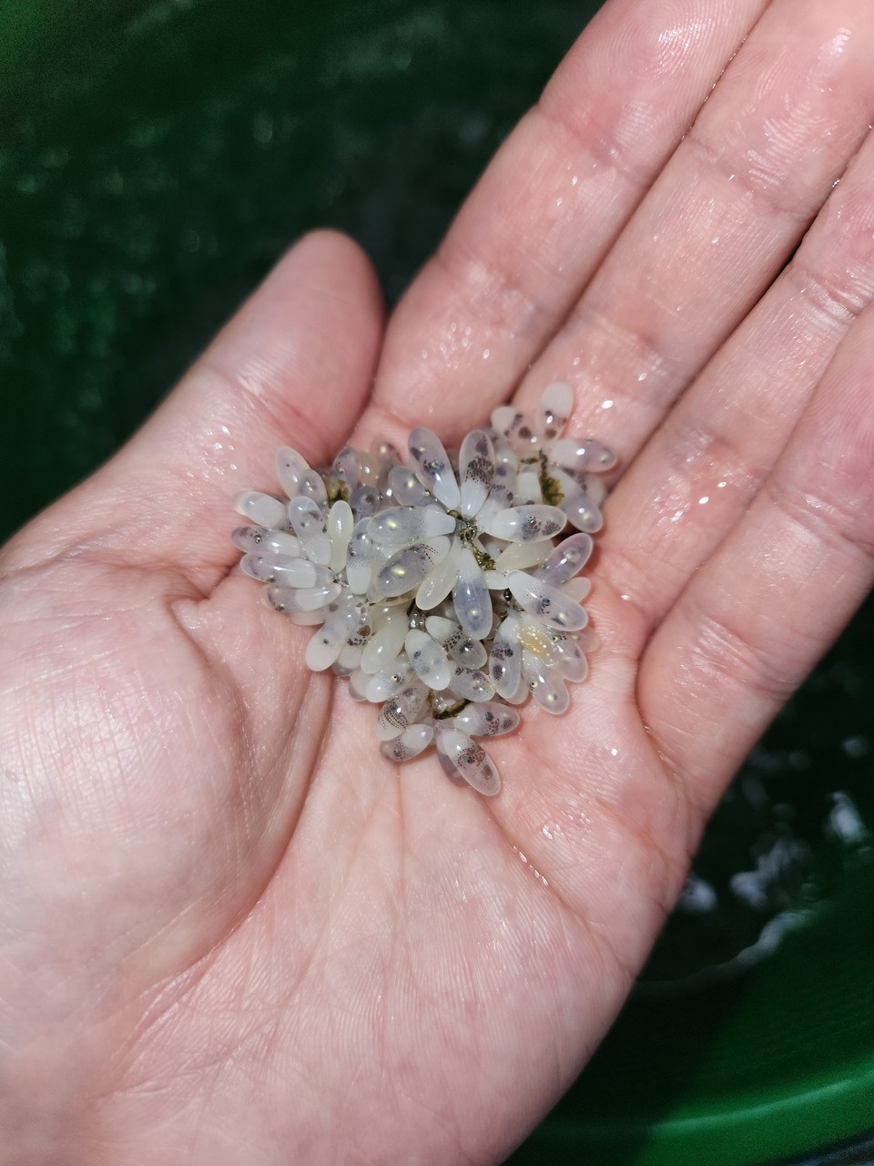 경기도해양수산자원연구소가 연구소에서 인공 부화한 어린 주꾸미 5만 마리(전체길이 1.5cm)를 5일과 12일 각각 화성과 안산 연안에 방류한다. 사진은 부화가 임박한 어린 주꾸미 알. (사진제공=경기도해양수산자원연구소)