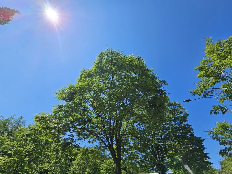 절기상 망종(芒種)인 5일 수요일인 오늘 경기·인천지역은 대체로 맑겠다. 낮 기온이 최대 32도까지 올라 덥겠고, 큰 일교차를 보이겠다. (사진=김성운 기자)