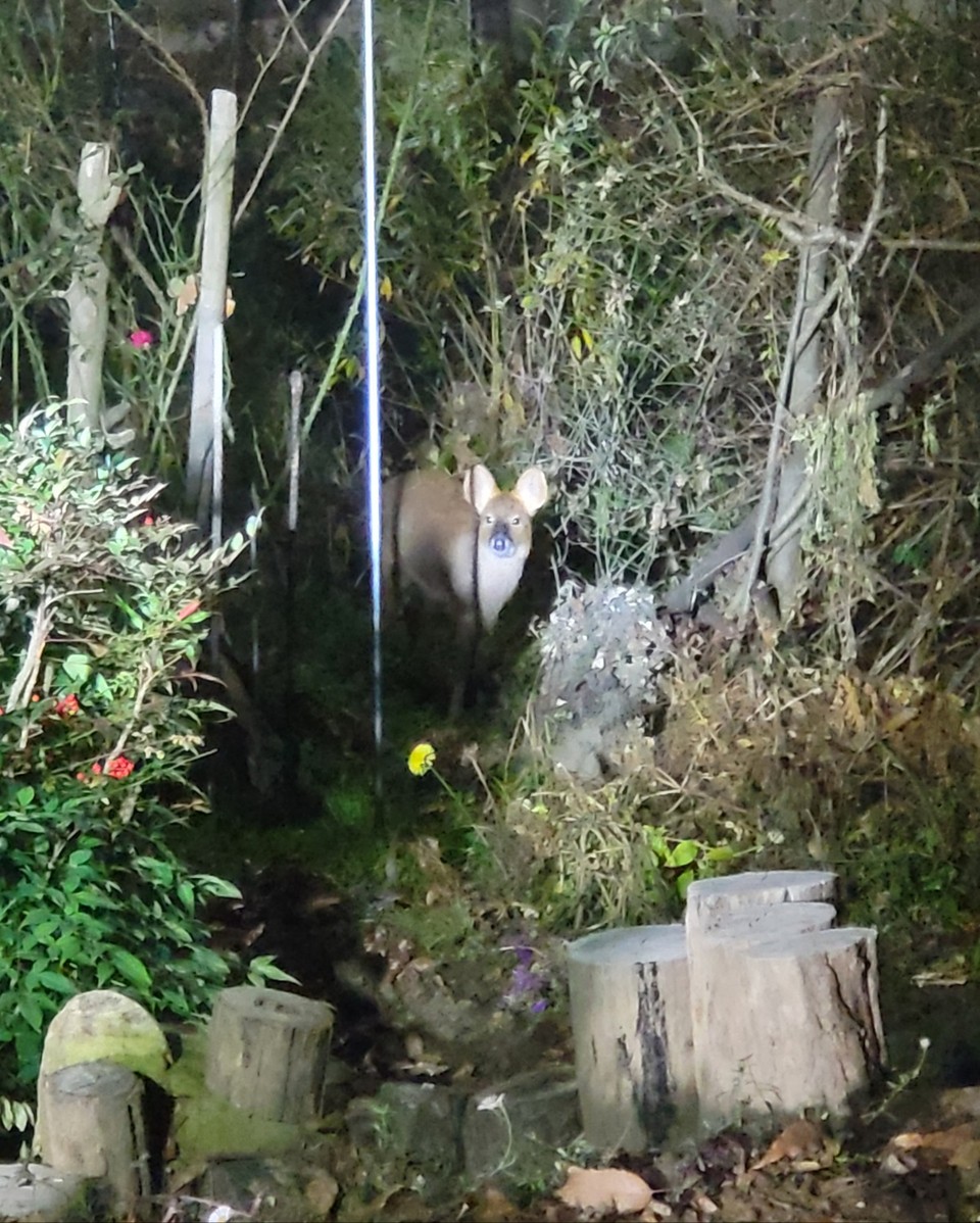 5일 저녁 8시40분께 수원시 광교산 반딧불이화장실 인근의 농막까지 내려온 새끼 고라니가 카메라에 잡혔다. 이곳 주민들은 고라니 출연으로 농작물의 극심한 피해를 보고 있다. (사진=권영복 기자)