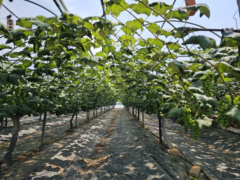 9일 오후 1시55분께 화성시 송산면의 한 포도농가에서 해풍을 맞고 자란 송산포도가 주렁주렁 매달려 자라고 있다. (사진=김상현 기자)