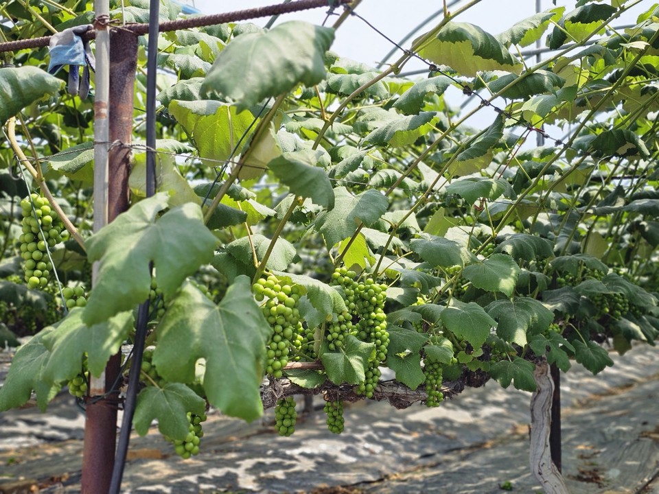 9일 오후 1시55분께 화성시 송산면의 한 포도농가에서 해풍을 맞고 자란 송산포도가 주렁주렁 매달려 자라고 있다. (사진=김상현 기자)