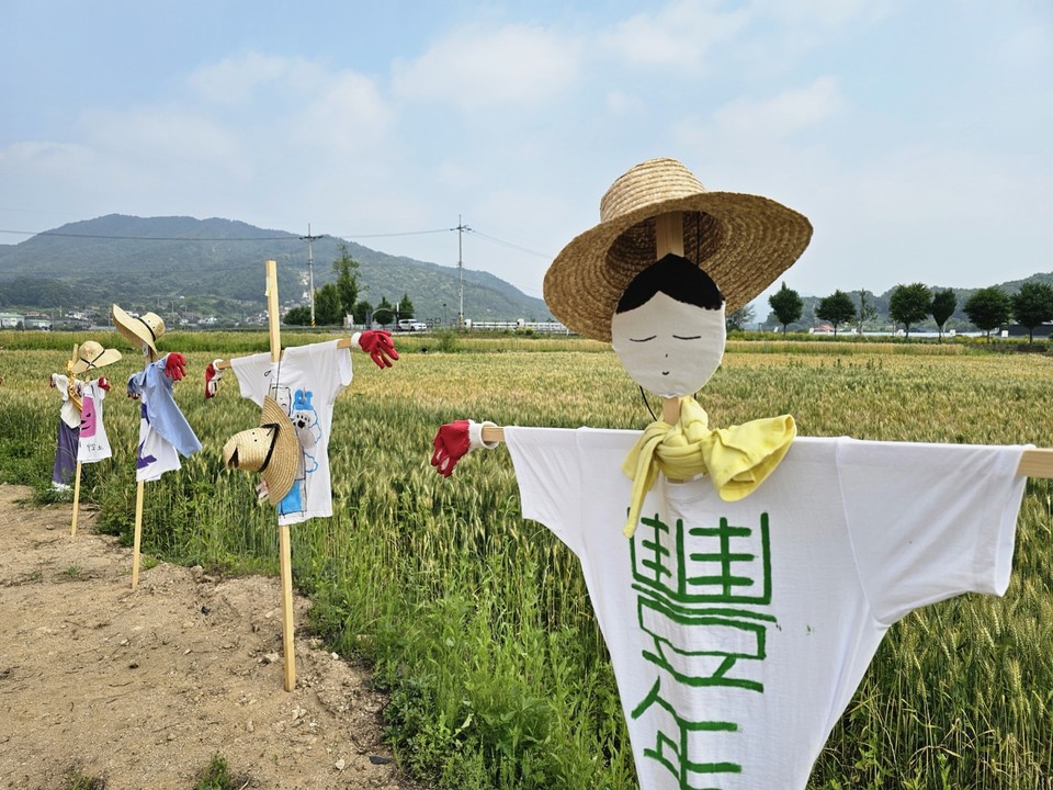 11일 오전 10시 10분께 수확을 앞둔 양평군 지평면 송현리 밀밭을 허수아비 친구들이 나란히 서서 지키고 있다. (사진=장은기 기자)
