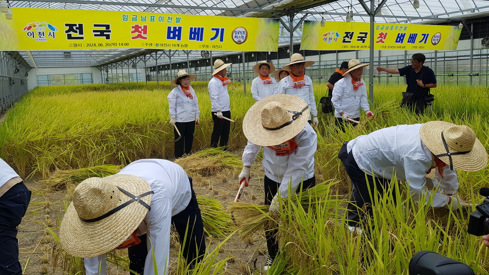 이천시가 20일 오후 호법면 안평리 220번지에서 임금님표 이천쌀 전국 첫 벼 베기 실시했다. (사진=송석원 기자)