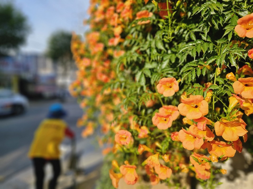 절기상 하지(夏至)인 21일 오전 7시30분께 여주시 현암동에 화려하게 핀 능소화가 아침 일터로 나서는 주민들을 반기고 있다. (사진=김광섭 기자)