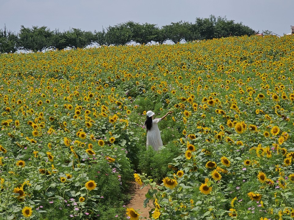 4일 오전 11시57분께 안성시에 위치한 안성팜랜드를 찾은 한 중국인 관광객이 해바라기를 배경으로 추억을 남기고 있다. (사진=김종대 기자)