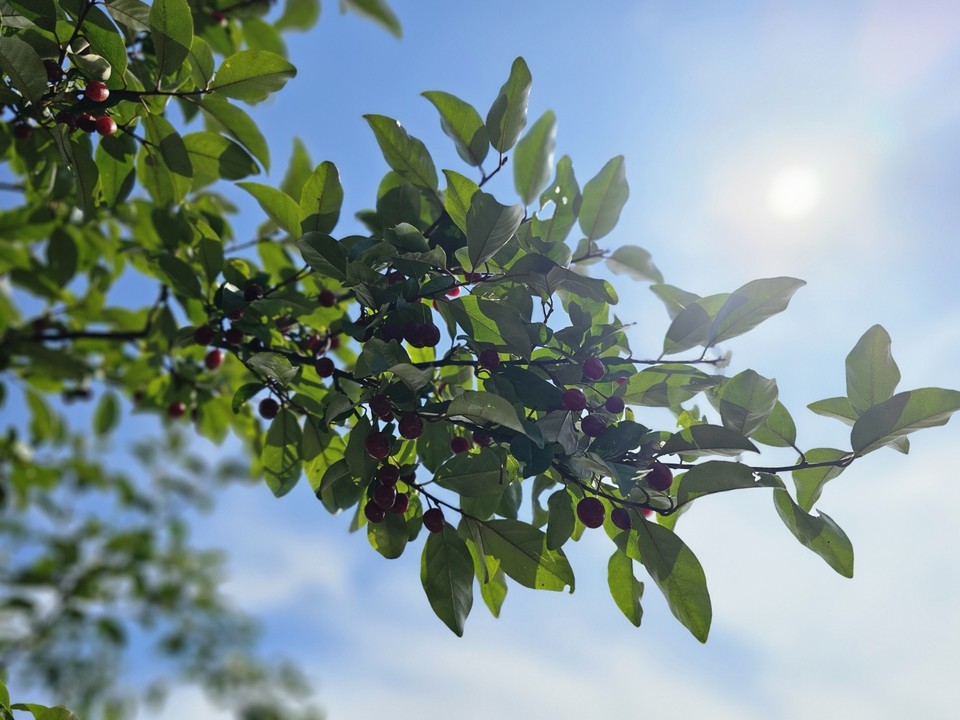 12일 금요일인 오늘 경기·인천지역은 가끔 구름 많겠고, 경기내륙을 중심으로 낮부터 저녁사이 한때 소나기가 내리겠다. 서해5도는 대체로 맑겠다. 소나기에 의한 예상 강수량은 5~40㎜ 정도겠다. 사진은 빨갛게 열린 보리수. (사진=중앙신문DB)