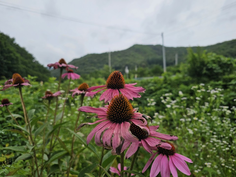 21일 오전 10시 50분께 여주시 산북면의 한 길가에 자주루드베키아꽃이 활짝피어 있다. (사진=김광섲 기자)