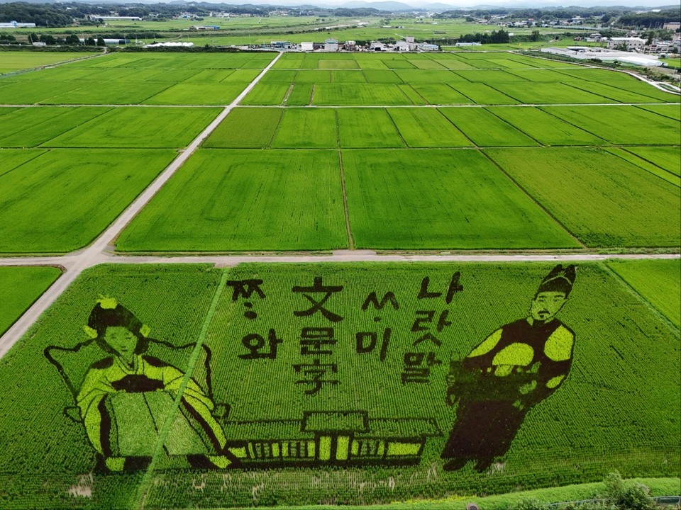 전국 유일의 ‘쌀 산업 특구’인 여주시가 매년 준비하고 있는 '논 그림'이 거의 완성된 모습이다. (사진=김광섭 기자)