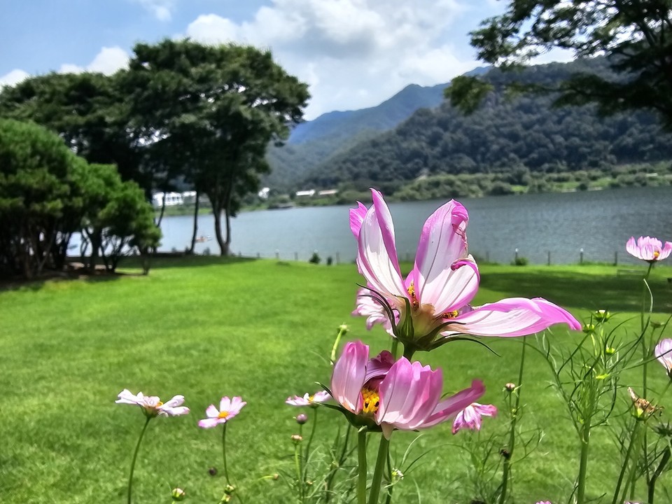 28일 금요일인 오늘 경기·인천지역은 한낮 기온이 35도까지 오르는 등 불볕더위가 이어지겠다. 곳에 따라 강풍과 돌풍을 동반한 소나기가 내리는 곳도 있겠다. 소나기에 의한 예상 강수량은 5~40㎜, 많은 곳은 60㎜이상이겠다. 사진은 전날(27일) 오후 남양주 북한강변에 핀 코스모스가 불볕더위에 지친듯 잎 끝이 말라 있다. (사진=이승렬 기자)