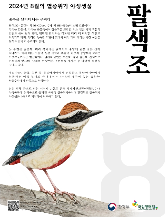 환경부가 우리나라에서 여름을 보내는 여름 철새인 멸종위기 야생생물 Ⅱ급 팔색조를 ‘이달의 멸종위기 야생생물’로 선정했다. (사진제공=환경부)