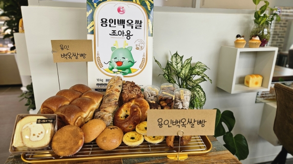 용인특례시, 지역 대표 농산물 ‘백옥쌀’ 활용한 제빵용 ‘백옥쌀가루’ 출시