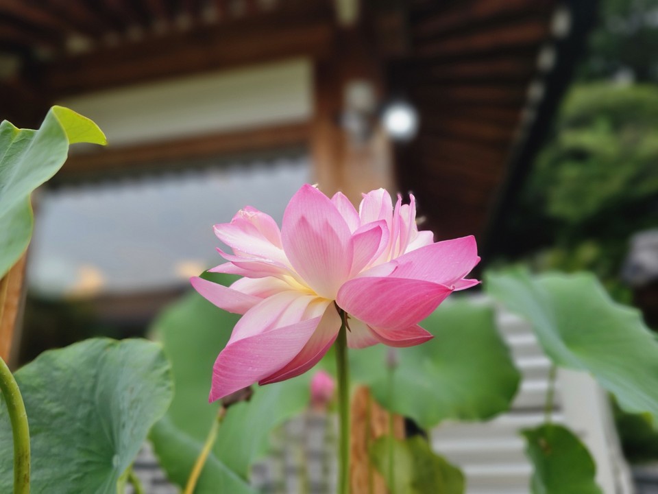 12일 월요일인 오늘 경기·인천지역은 낮부터 늦은 밤 사이에 5~20㎜의 천둥·번개를 동반한 소나기가 내리는 곳이 있겠고, 구름이 많겠다.(사진=중앙신문DB)