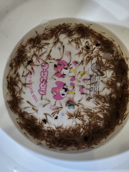 미꾸라지 치어