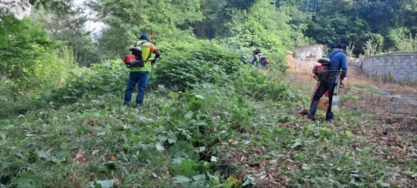 오산시, 생활권 칡덩굴 집중 제거 실시