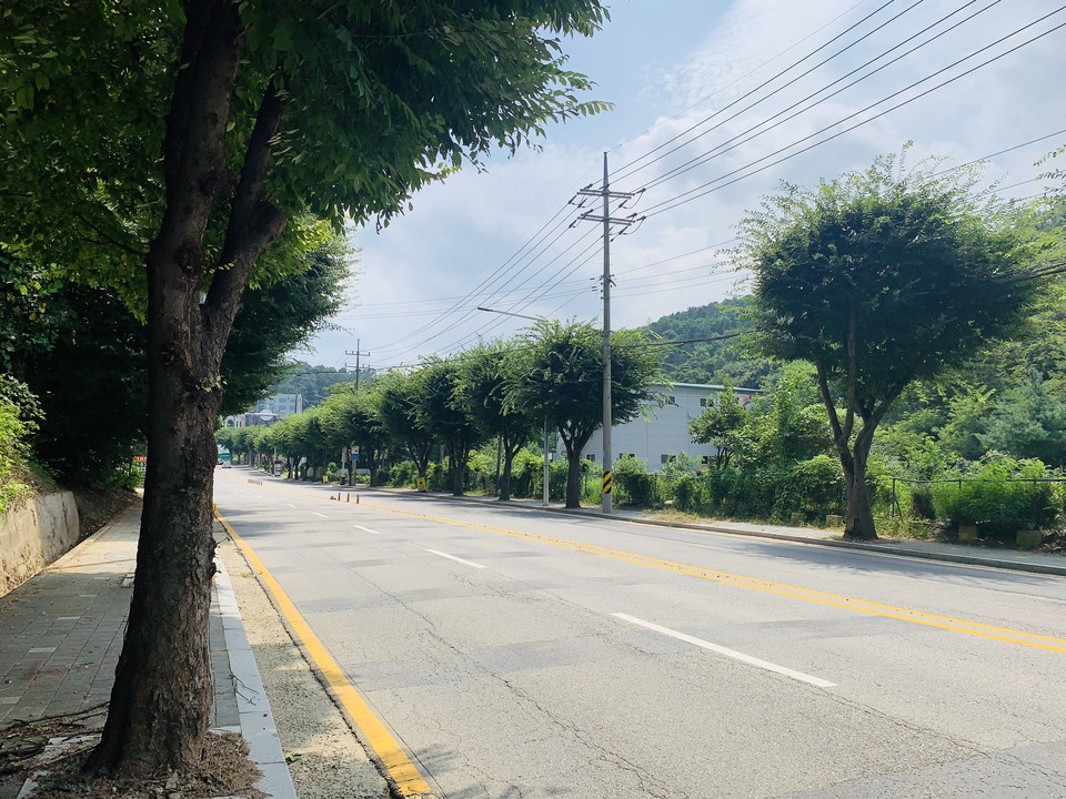턱거리 고갯길에 60여년 된 가로수 느티나무. 이 길은 시민들의 사랑을 많이 받았었다. (사진=오기춘 기자)