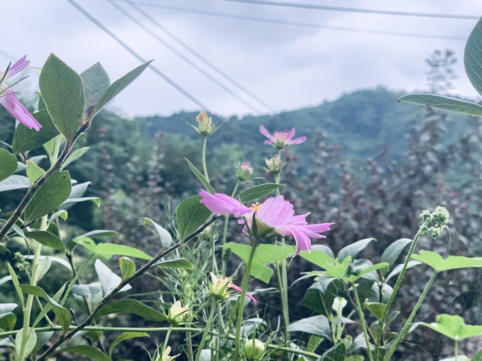 23일 금요일 경기·인천지역은 대체로 흐리고, 곳에 따라 소나기 내리는 곳이 있겠다. 소나기에 의한 예상 강수량은 5~20㎜정도겠다. 무더위와 열대야는 계속되겠다. 사진은 처서인 22일 오전 10시30분께 동두천시 칠봉산 자락 끝 마을의 풀 속에 가을 전령사인 코스모스가 활짝 피어 있다. (사진=오기춘 기자)