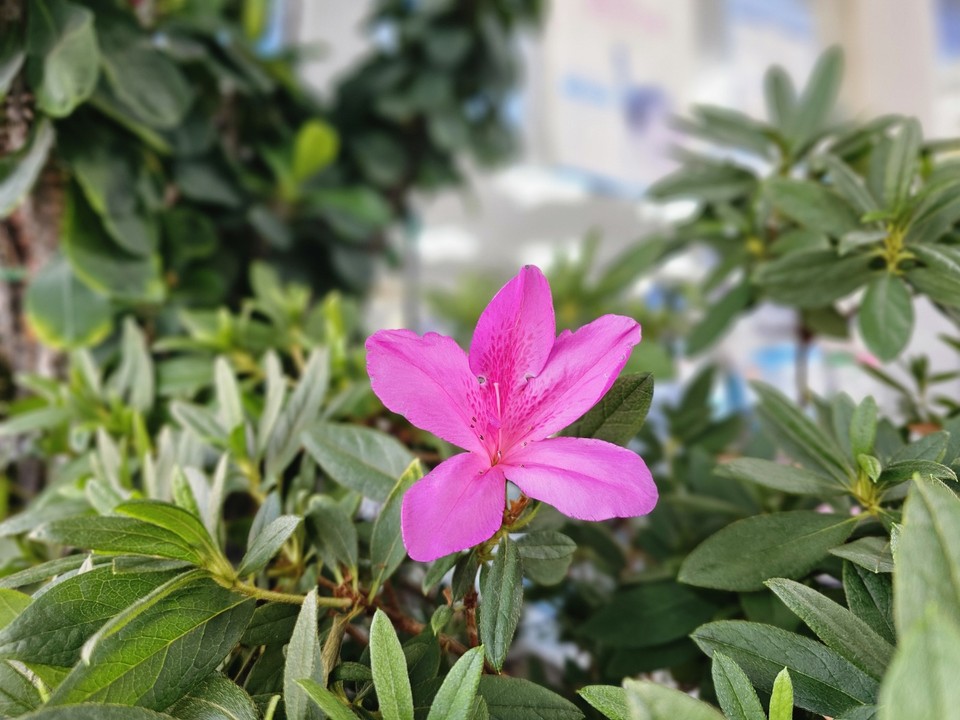 3일 오전 10시20분께 여주시 홍문동의 한 약국 안 화분에 분홍색의 철쭉꽃이 활짝 피어있다. (사진=김광섭 기자)