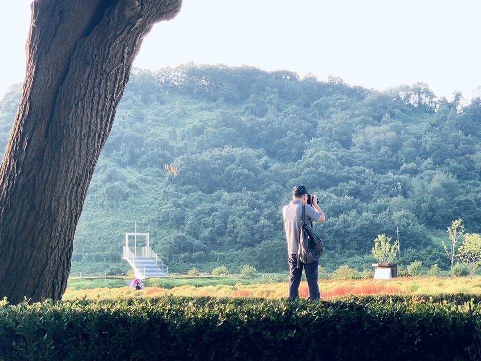 4일 오후 5시30분께 연천군 중면 삼곶리 ‘연천 댑싸리 공원’을 방문한 한 관광객이 예쁘게 단풍든 댑싸리 풍경을 앵글에 담으며 추억을 남기고 있다. (사진=오기춘 기자)