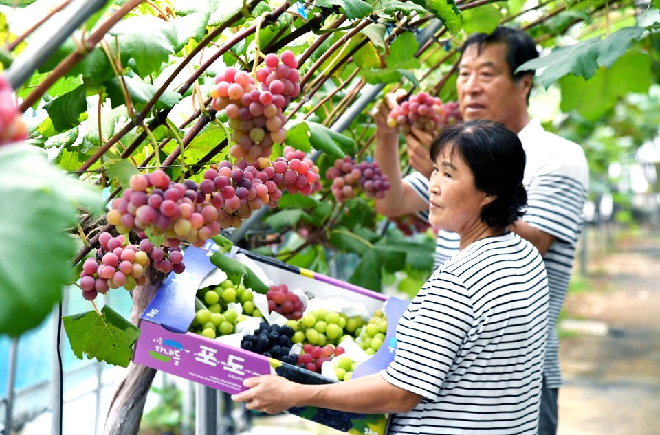 추석을 10여일 앞둔 6일 시흥시 방산동, 논곡동 일대의 포도 농장에서는 포도 수확이 한창이다. 포동포동하게 잘 익은 포도송이들이 탐스럽게 열려있는 포도밭에서 구슬땀을 흘리는 농민들의 손길이 분주하다. (사진제공=시흥시)