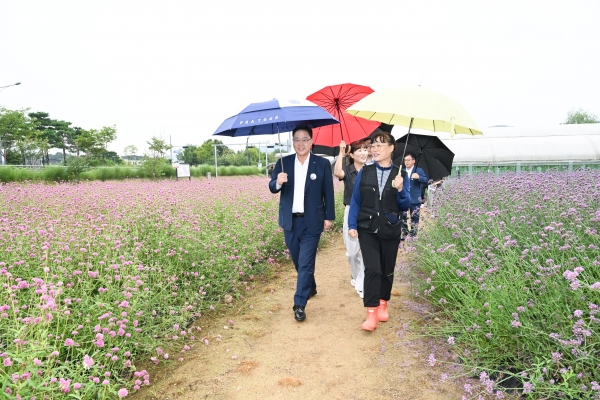 양주 나리농원에서 펼쳐지는 천만송이 천일홍의 화려한 향연이 시작된다