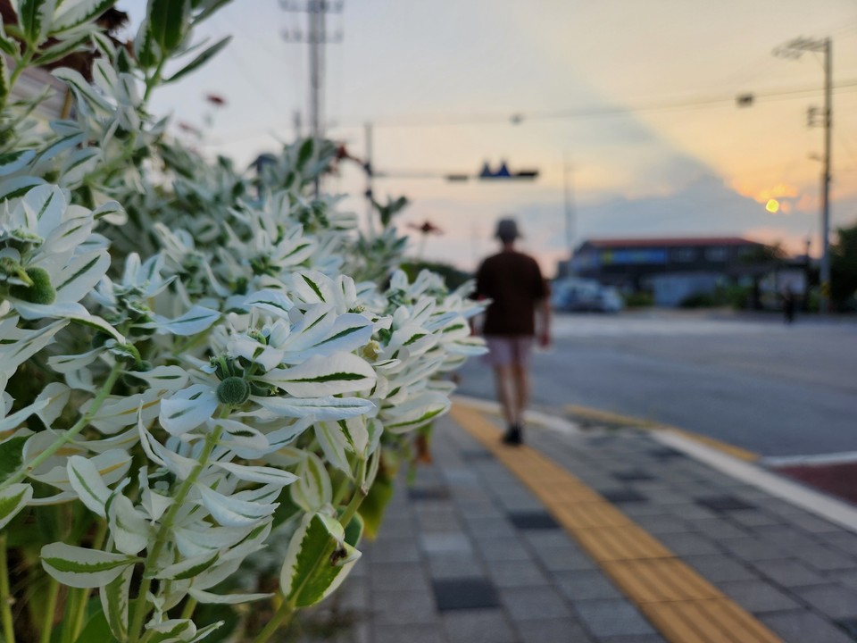 10일 오후 6시7분께 여주시 현암동 길가 화단에 흰색의 설악초를 한 시민이 지나고 있다. (사진=김광섭 기자)