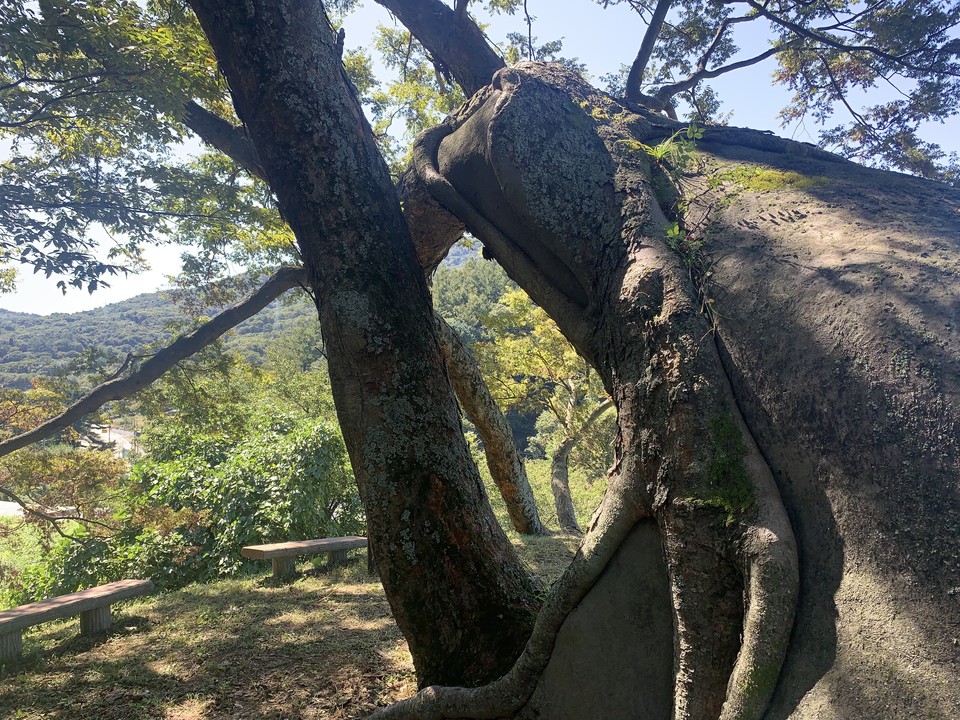 24일 오전 11시45분께 동두천시 탑동동 602-2(조산마을)에 있는 수령 650년 된 느티나무가 보면 볼수록 신비한 모습이다. (사진=오기춘 기자)