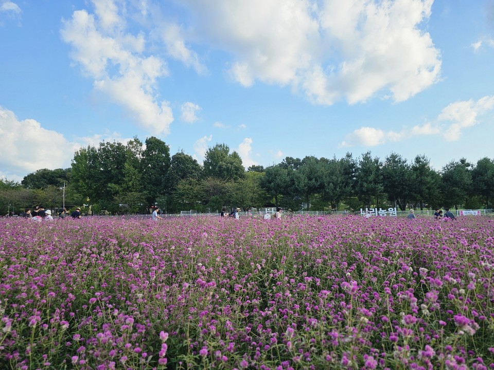 27일 오후 4시15분께 제6회 양주천만송이 천일홍 축제가 개최되고 있는 나리공원에 많은 행락객들이 천일홍 등 각종 꽃을 보며 가을을 즐기고 있다. (사진=강상준 기자)