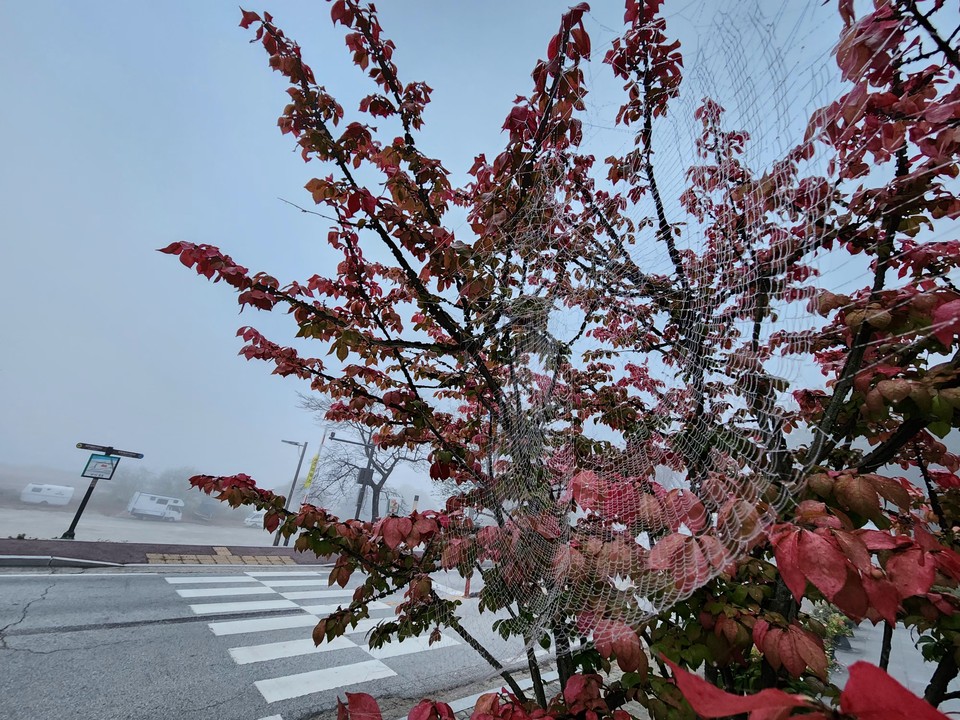 8일 오전 6시30분께 여주시 천송동의 붉게 물든 화살나무에 만들어진 거미줄에 짙은 안개가 걸려 있다. (사진=김광섭 기자)