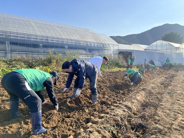 강수현 양주시장, 장흥면 새마을회 주관 ‘고구마 수확 행사’ 참석