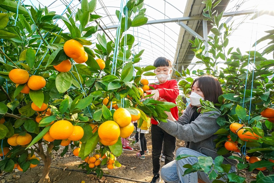 광주시 감귤브랜드 '팔당愛감귤'이 수확 시즌을 맞아 남종·퇴촌·초월 등에서 감귤 수확 체험을 실시한다. (사진제공=광주시)