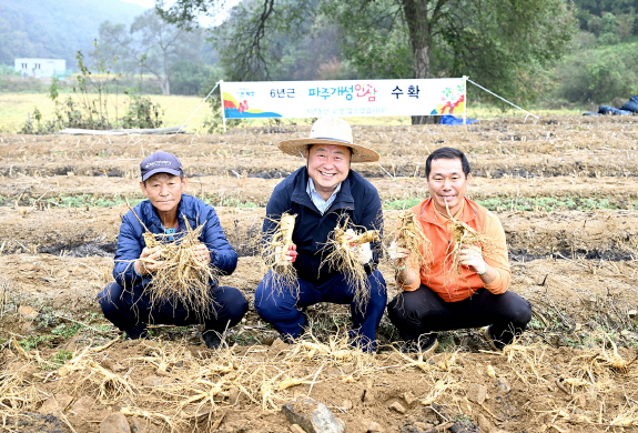 파주시와 파주개성인삼연구회는 오는 19~20일 ‘파주개성인삼축제’를 앞두고 적성면 자장리 소재 인삼재배농가에서 농가들과 함께 인삼채굴 시연을 실시했다. (사진제공=파주시)