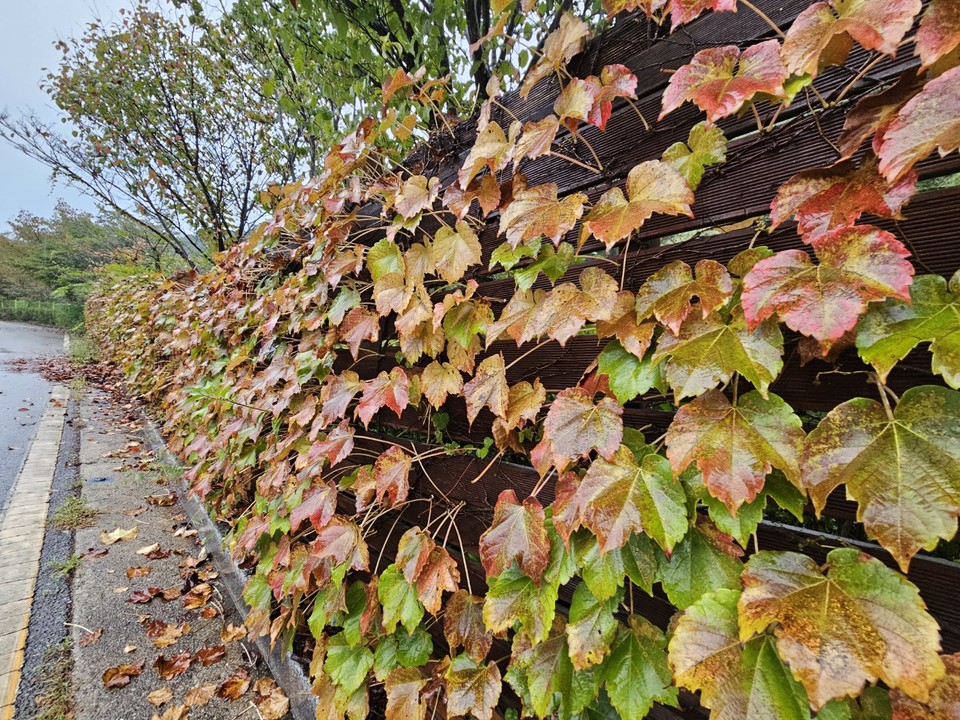 14일 목요일인 오늘 경기·인천지역은 대체로 흐리고 새벽까지 비가 내리겠다. 예상 강수량은 경기남부 10~40㎜, 서울·인천·경기북부 10~40㎜이겠다. 사진은 전날(13일) 오후 5시40분께 이천 설봉공원에 비 맞은 담쟁이덩굴이 갈색으로 변한 잎을 떨구는 등 가을을 제대로 맞은 모습을 하고 있다. (사진=송석원 기자)