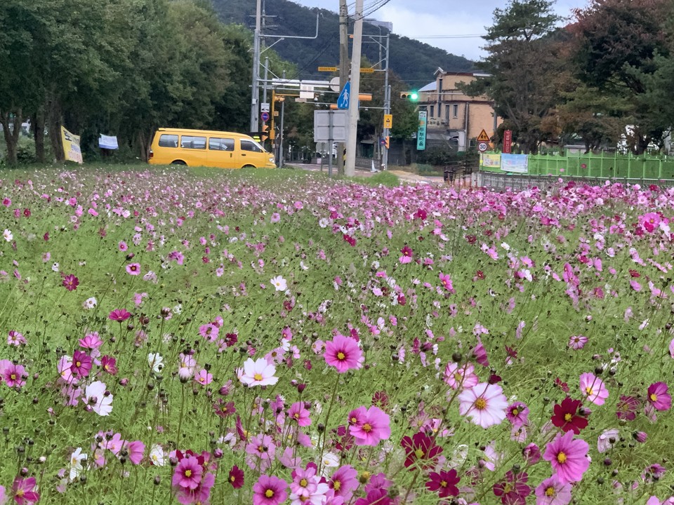 절기상 ‘상강’인 23일 오전 7시35분께 동두천시 탑동 초등학교 앞에 미니 코스모스가 화려하게 피어있다. (사진=오기춘 기자)