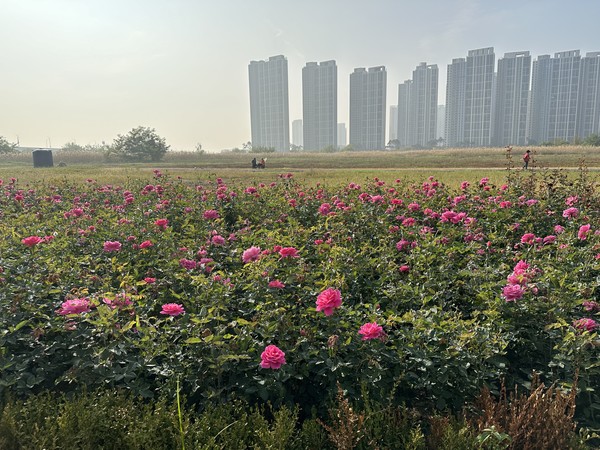 인천도시공사가 걷기 좋은 계절을 맞아 송도 R2부지에 시민들이 이용할 수 있는 장미원과 맨발산책로를 조성 중이다. 사진은 장미원. (사진제공=인천도시공사)