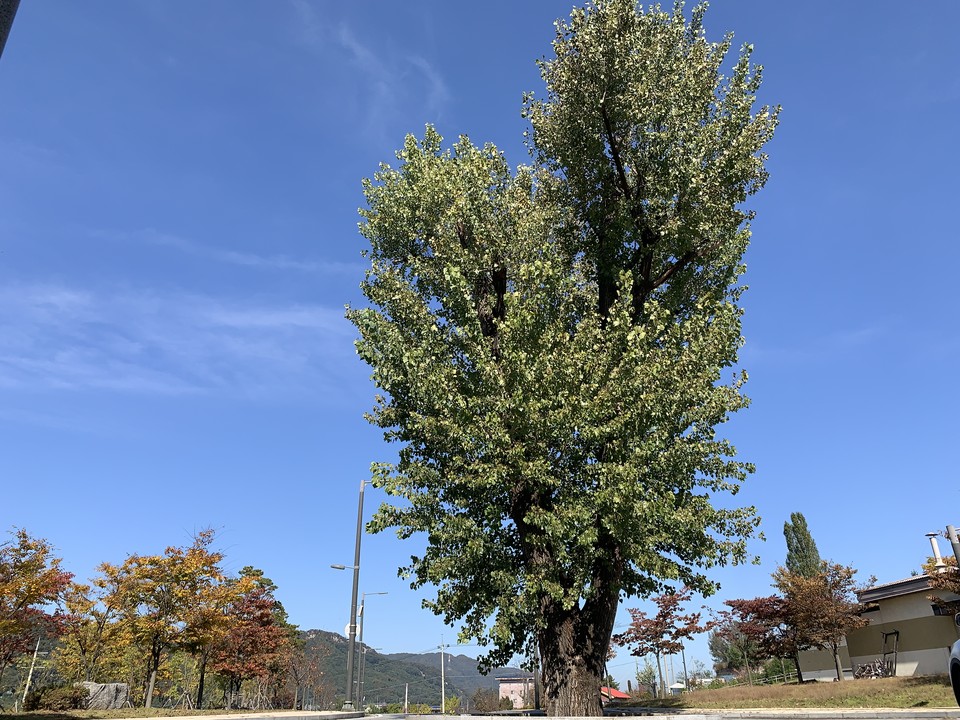 동두천 보통공립학교 원터(현, 동양대학교 동두천 캠퍼스)에서 소요동주민자치위원회와 동양대학교 관계자, 동두천초등학교 졸업생 동문 등 15명이 모인 가운데 지난 24일 기념비 제막식을 가졌다. 사진은 동두천 공립보통학교 원터에 새로 건립된 동양대학교 동두천 캠퍼스 모습.  (사진=오기춘 기자)