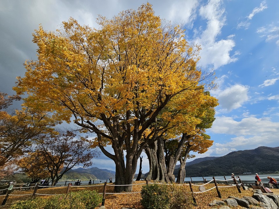 ​​​​​​​29일 화요일 경기·인천지역은 낮과 밤의 기온차가 크겠고, 대체로 흐리겠다. 사진은 양평 두물머리 느티나무.(사진=장은기 기자)