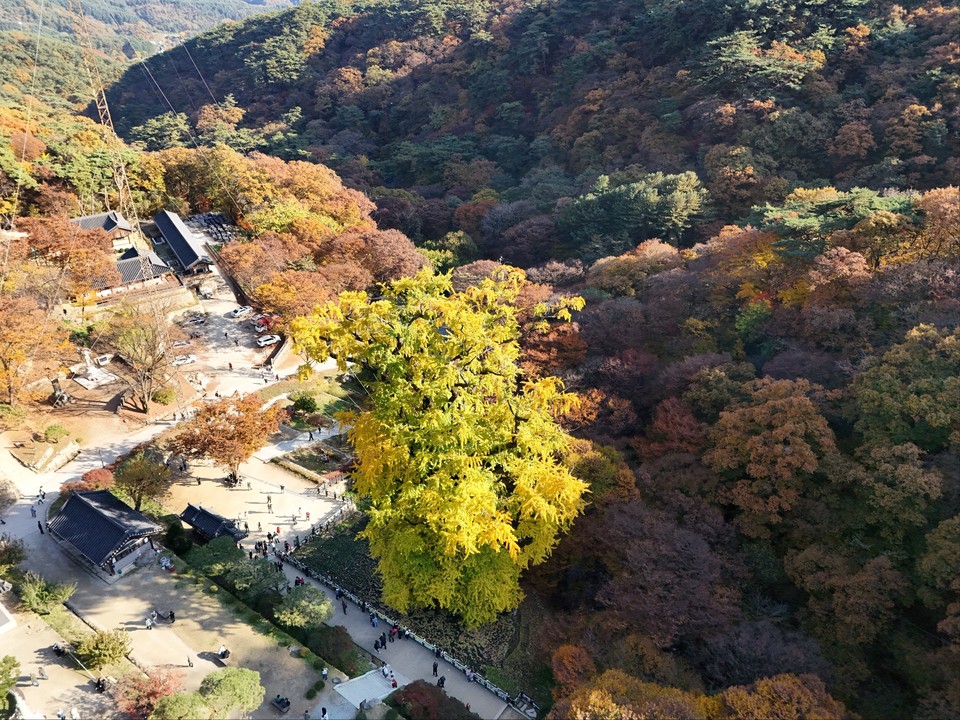10월의 마지막 날인 31일 오후 3시10분께 변함없는 가을을 맞는 천년고찰 양평 용문사의 은행나무 잎들이 노랗게 물들어 가고 있어 그 모습이 장관이다. (사진=김광섭 기자)