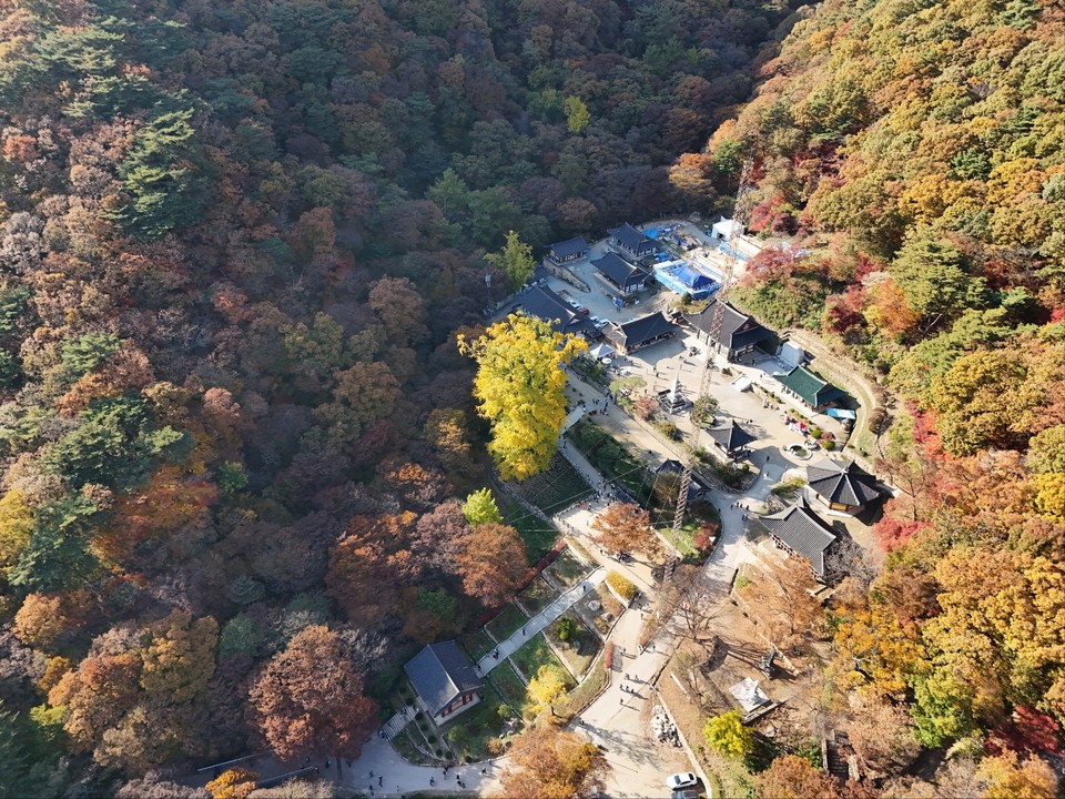 10월의 마지막 날인 31일 오후 3시10분께 변함없는 가을을 맞는 천년고찰 양평 용문사의 은행나무 잎들이 노랗게 물들어 가고 있어 그 모습이 장관이다. (사진=김광섭 기자)