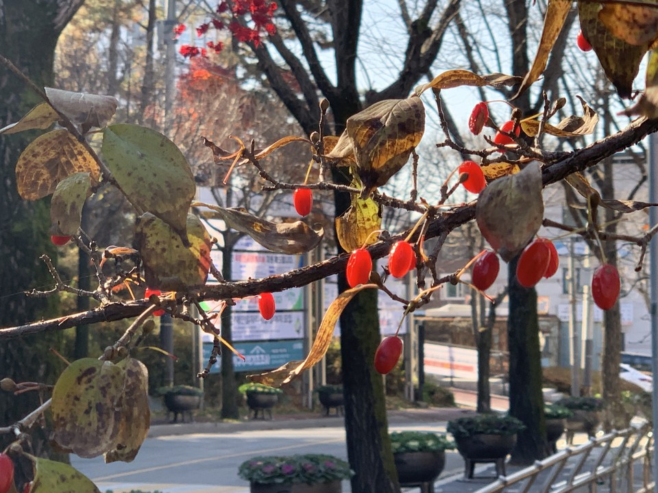 첫눈이 내린다는 절기상 소설(小雪)인 22일 오후 1시20분께 동두천시 방죽로 23번길에 잎이 모두 떨어진 앙상한 산수유나무에 붉은 열매가 겨울을 재촉하듯 매달려 있어 사람들의 눈길을 끈다. (사진=오기춘 기자)