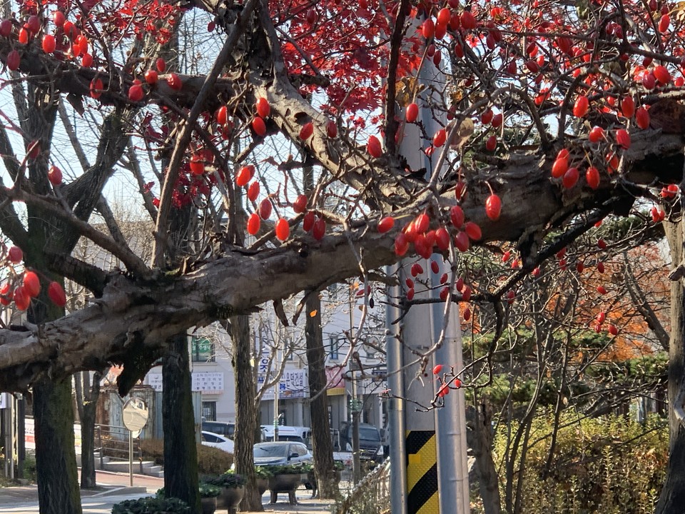 첫눈이 내린다는 절기상 소설(小雪)인 22일 오후 1시20분께 동두천시 방죽로 23번길에 잎이 모두 떨어진 앙상한 산수유나무에 붉은 열매가 겨울을 재촉하듯 매달려 있어 사람들의 눈길을 끈다. (사진=오기춘 기자)