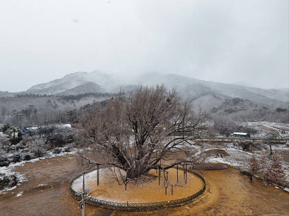 27일 오전 10시50분께 천연기념물인 강원도 원주시 반계리의 반계리 은행나무에 첫눈이 내려앉았다. (사진=김광섭 기자)
